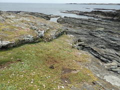 Lepidium oligodontum