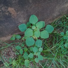 Acalypha indica