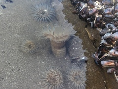 Bunodosoma zamponii