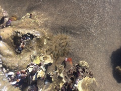 Bunodosoma zamponii