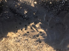 Bunodosoma zamponii