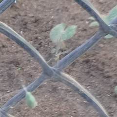 Cyrtophora cicatrosa