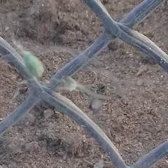 Cyrtophora cicatrosa