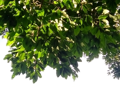 Brosimum alicastrum