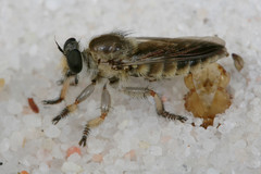 Megaphorus minutus