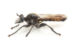 Laphria ithypyga