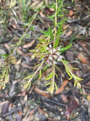 Grevillea phylicoides