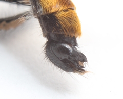 Laphria ithypyga