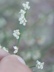 Eriogonum deflexum deflexum