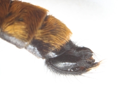Laphria ithypyga