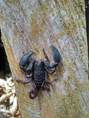 Opisthacanthus