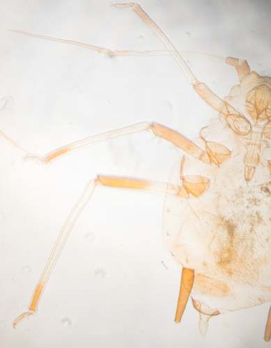 Rusty Plum Aphid photo 3