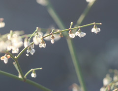 Eriogonum deflexum deflexum