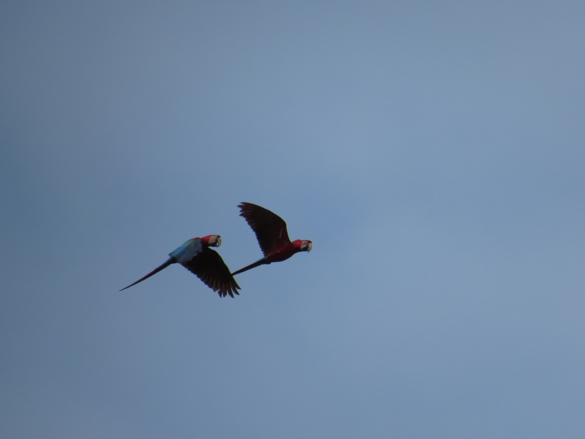 Red-and-green Macaw