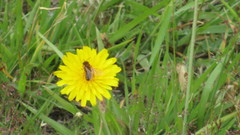 Leioproctus fulvescens