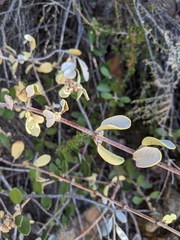Ceanothus crassifolius planus