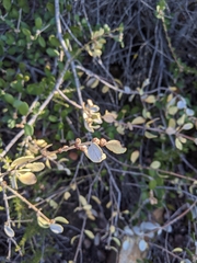 Ceanothus crassifolius planus