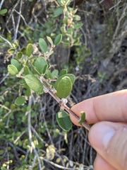 Ceanothus crassifolius planus