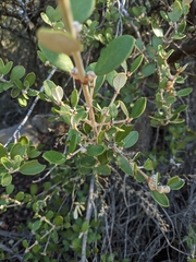 Ceanothus crassifolius planus