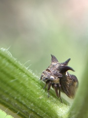 Acanthuchus trispinifer