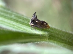 Acanthuchus trispinifer