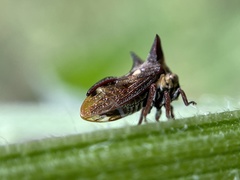 Acanthuchus trispinifer