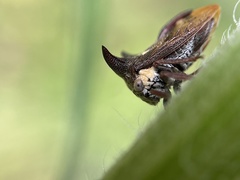 Acanthuchus trispinifer