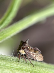 Acanthuchus trispinifer