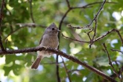 Baeolophus inornatus