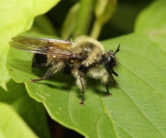 Laphria sacrator