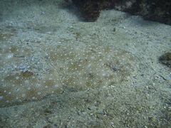 Squatina albipunctata