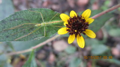 Sanvitalia procumbens