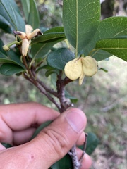 Annona maritima
