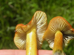Hygrocybe