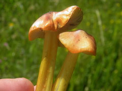 Hygrocybe