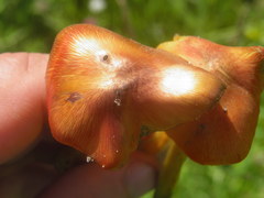 Hygrocybe