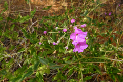 Commicarpus australis