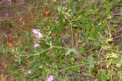 Commicarpus australis