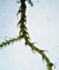 Wood Fingerwort - Photo (c) Zihao Wang, some rights reserved (CC BY), uploaded by Zihao Wang