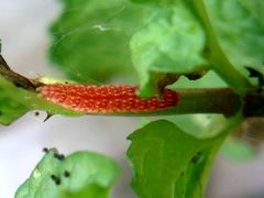 Pyrausta