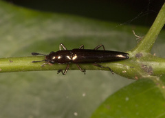 Languriinae