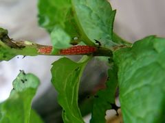 Pyrausta