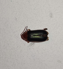 Cacoscelis marginata