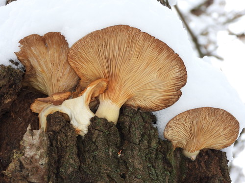 Geltonkotis skiautenėlis