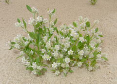 Ptilotus villosiflorus