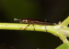 Languriinae