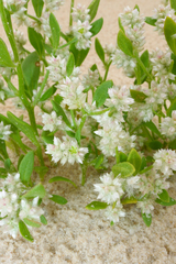 Ptilotus villosiflorus