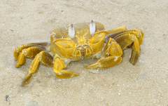 Ocypode fabricii