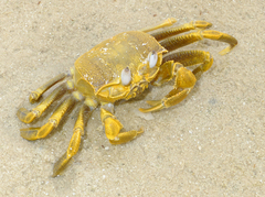 Ocypode fabricii
