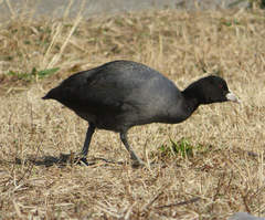 Fulica atra